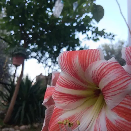 דירה The Spring House *